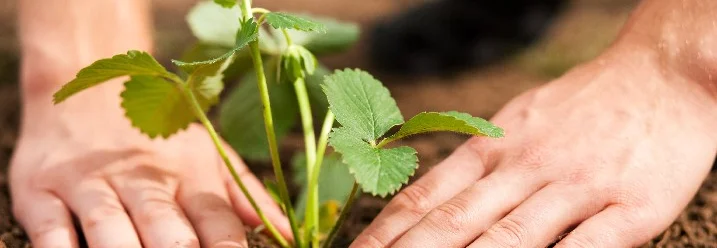 Hände pflanzen Erdbeerpflanze ein